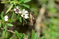 Scaptia maculiventris