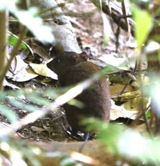 Hypsiprymnodon moschatus