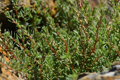 Suaeda novae-zelandiae
