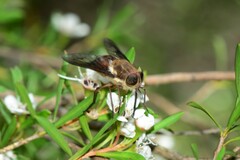 Scaptia maculiventris