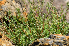 Suaeda novae-zelandiae