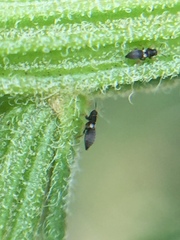 Sericothrips staphylinus