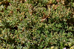 Suaeda novae-zelandiae