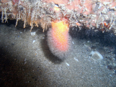 Alcyonium digitatum