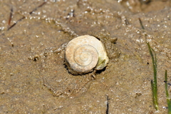 Amphibola crenata