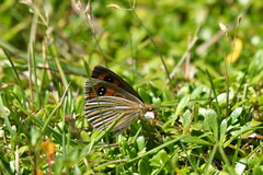 Argyrophenga antipodum