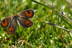 Argyrophenga antipodum