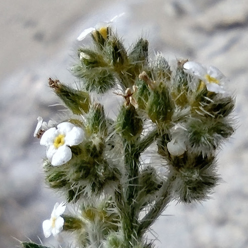 winged cryptantha (Cryptantha holoptera)