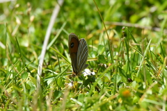 Argyrophenga antipodum