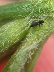 Sericothrips staphylinus