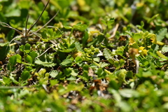 Leptinella dioica