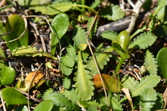 Leptinella dioica