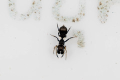 Myrmarachnini
