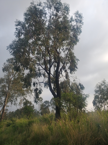 Eucalyptus sideroxylon observed 2023-01-13