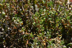 Suaeda novae-zelandiae