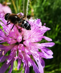 Eristalis rupium