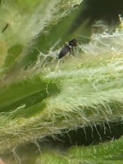 Sericothrips staphylinus