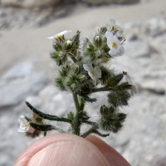 Johnstonella holoptera