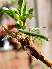 Orthodera ministralis
