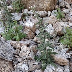 Johnstonella holoptera