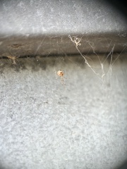 Cryptachaea gigantipes