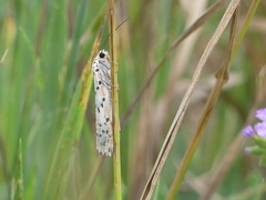 Utetheisa pulchelloides