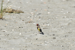 Carduelis carduelis britannica