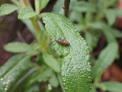 Rhopalomyia audibertiae
