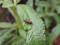 Rhopalomyia audibertiae