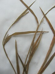 Carex digitalis digitalis