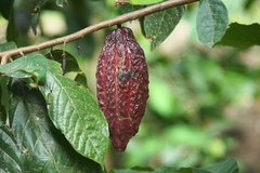 Theobroma cacao