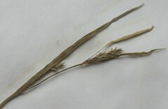 Carex digitalis digitalis