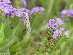 Utetheisa pulchelloides