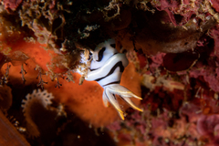 Chromodoris lochi
