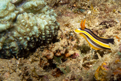 Chromodoris africana