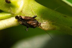 Chinamiris indeclivis