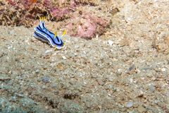 Chromodoris lochi