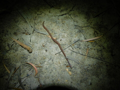 Oligochaeta