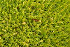 Scleranthus biflorus