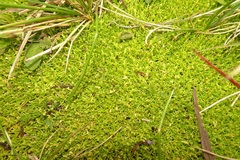 Scleranthus biflorus