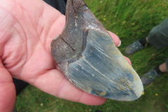 Carcharodon megalodon