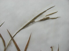 Carex digitalis digitalis