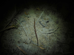 Oligochaeta