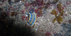 Felimare cantabrica