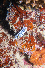 Chromodoris lochi