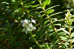 Veronica elliptica