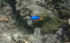 Pomacentrus auriventris