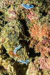 Chromodoris lochi