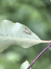 Austrotephritis poenia