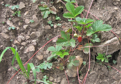 Woodland Strawberry (Fragaria bracteata)